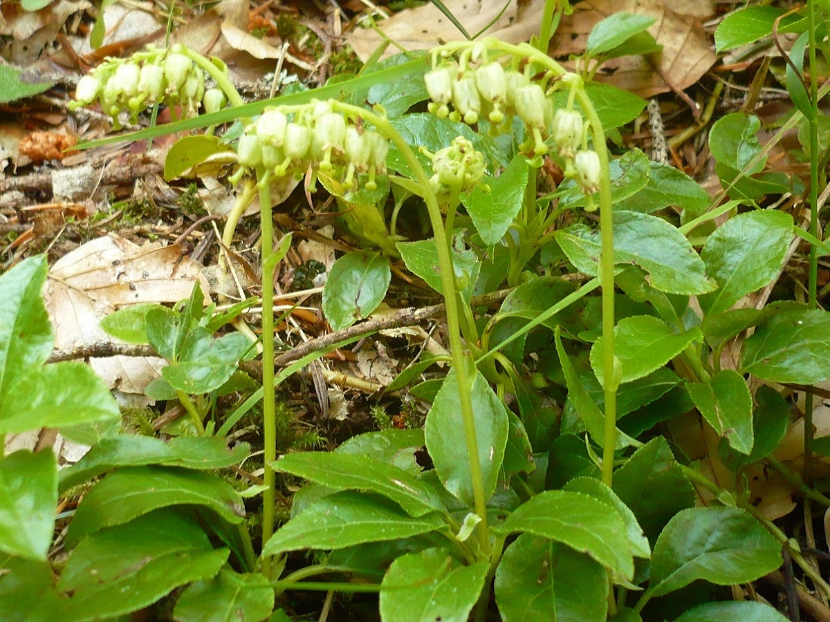 Orthilia secunda (Ericaceae)